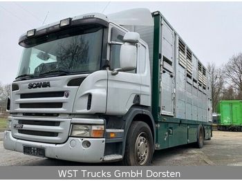 Tiertransporter LKW Scania P 380 mitt Menke Doppelstock: das Bild 1