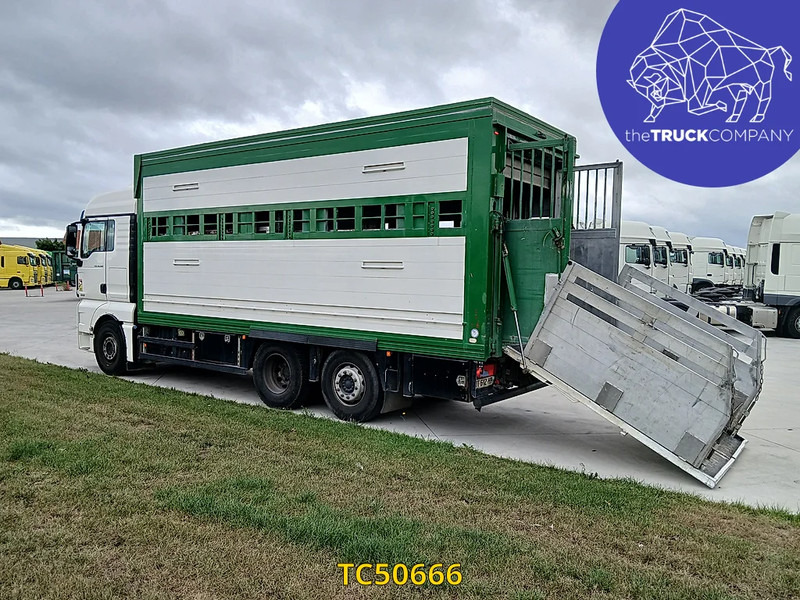 MAN TGX 460 - Tiertransporter LKW: das Bild 3 MAN TGX 460 - Tiertransporter LKW: das Bild 3
