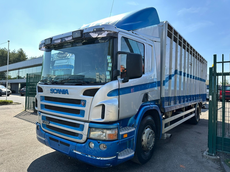 Scania P310 4x2 LIVESTOCK / VEEWAGEN / TIERTRANSPORT / BETAILLERE - ALU BOX 7m - MANUAL - A/C - BELGIAN TRUCK - Tiertransporter LKW: das Bild 3 Scania P310 4x2 LIVESTOCK / VEEWAGEN / TIERTRANSPORT / BETAILLERE - ALU BOX 7m - MANUAL - A/C - BELGIAN TRUCK - Tiertransporter LKW: das Bild 3