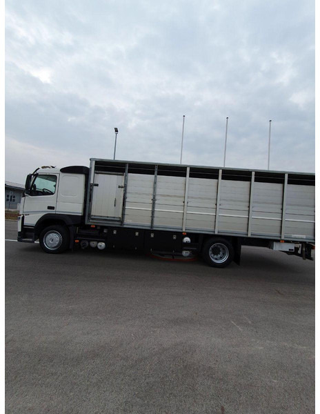 Volvo FM 500 Viehtransporter ( Rind / beef ) - Tiertransporter LKW: das Bild 5 Volvo FM 500 Viehtransporter ( Rind / beef ) - Tiertransporter LKW: das Bild 5
